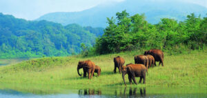 Thekkady Tour Package