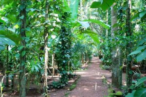 spice plantation in thekkady