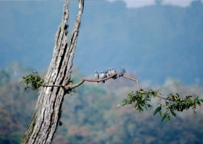 Thekkady