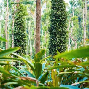 spice plantation in thekkady