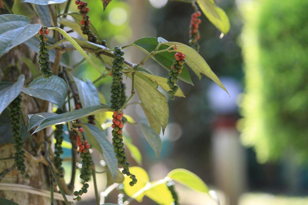 Green Ark Resorts Thekkady