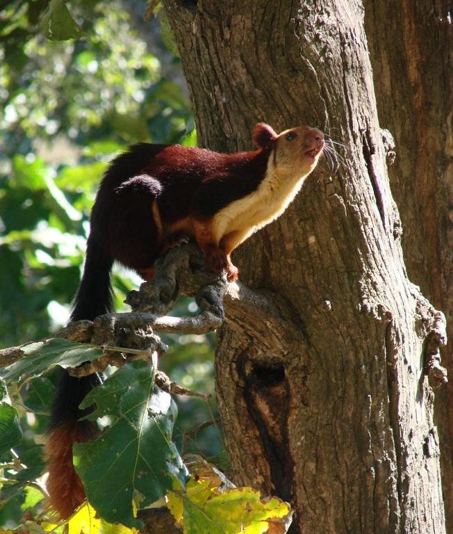 Horn Bill Cottage Thekkady