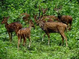 Periyar National Park